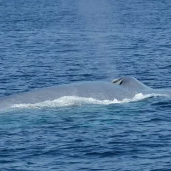 A-blue-whale-seen-on-a-whale-watching-tour-in-Mirrisa-Sri-Lanka