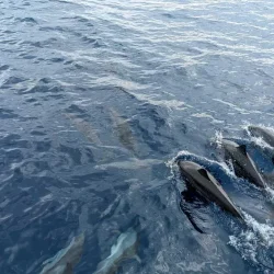 Dolphins-seen-on-a-whale-watching-tour-in-Mirrisa-Sri-Lanka