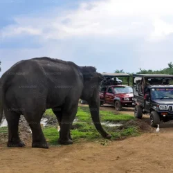 LK600M2000-06-E-1280-720