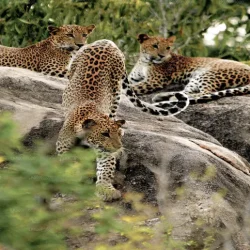 LK600P1000-02-E-1280-720