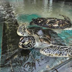 LK66154510-10-E_c6f6c10a-cbbd-4c52-bd39-06198cf184ea