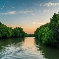Madu-Ganga-Boat-Safari-Balapitiya