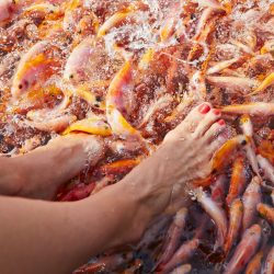 Madu-River-Fish-Therapy-scaled