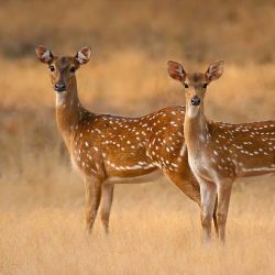 Yala-Deers