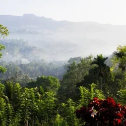 depositphotos_384517272-stock-photo-jungle-misty-morning-sinharaja-rainforest