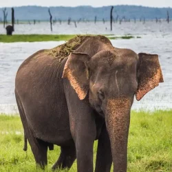 from-ella-shuttle-to-tangalle-hiriketiya-w-udawalawe-safari-2-t624170-3