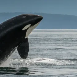 san-juan-island-whale-wildlife-tour-half-day-8-1170x425