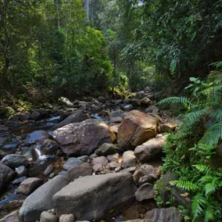 sinharaja-forest-reserve-landscape