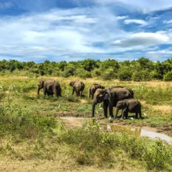 sri-lanka-udawalawe-national-park-elephant-group