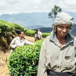 tea-plantation-sri-lanka-lipton-04862
